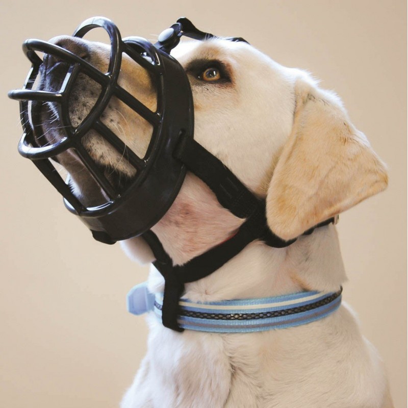 Muselière Obligatoire Pour Quel Chien En Belgique Esam Solidarity