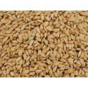 Ornibird Riz paddy 1 Kg
