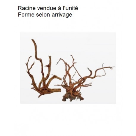 Décor racine Red Spider King 25-45 cm