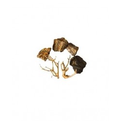Scalare roches+racines Wood Fossil