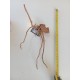 Racine Fingerwood 20-30 cm Hobby