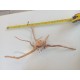 Racine Fingerwood 20-30 cm Hobby