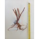 Décor racine Red Spider King 25-45 cm