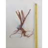 Décor racine Red Spider King 25-45 cm