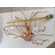 Décor racine Legno Red Wood 50-70cm