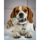 Cooka's Cookies Beijinhos Friandises Croquantes pour Chien 50g