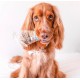 Cooka's Cookies Beijinhos Friandises Croquantes pour Chien 50g