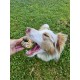 Cooka's Cookies Candy Crush Pack Friandises pour chien 190g