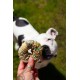 Cooka's Cookies Candy Crush Pack Friandises pour chien 190g