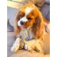 Cooka's Cookies Lollipop Jouet à Mâcher pour Chien et Chat 45g