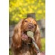 Cooka's Cookies Lollipop Jouet à Mâcher pour Chien et Chat 45g