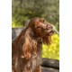 Cooka's Cookies Lollipop Jouet à Mâcher pour Chien et Chat 45g