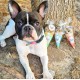 Cooka's Cookies Beijinhos Friandises Croquantes dinde pour Chien 50g