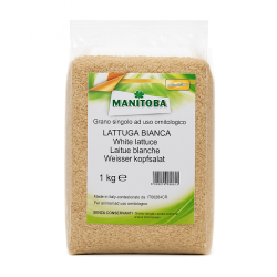 Graine de laitue blanche 1Kg Manitoba