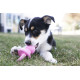 Kong puppy Binkie - jouet pour chiot