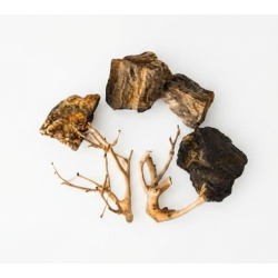 Scalare roches+racines Wood Fossil