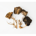 Scalare roches + racines Wood Fossil