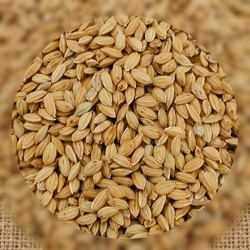 Versele Laga Riz paddy 20 Kg