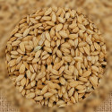 Ornibird Riz paddy 1 Kg