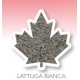 Graine de laitue blanche 1Kg Manitoba