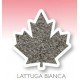 Graine de laitue blanche 1Kg Manitoba