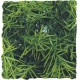 Plante Cashuarina 56 cm Zoomed