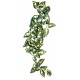 Plante Borneo Hanging Vine 