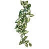 Komodo Plante Borneo Hanging Vine 13 cm