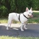 Harnais Easywalk 3 en 1 Petsafe