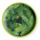 Plante Congo Ivy 46 cm Zoomed