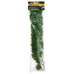 Plante Congo Ivy 56 cm Zoomed