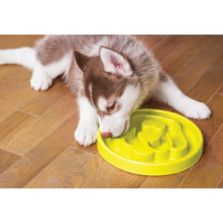 Gamelle Anti Glouton Chien Chat Grenoble Sassenage