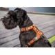 Harnais Dog Copenhagen Walk air XL