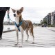 Harnais Dog Copenhagen Walk air XL