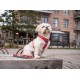 Harnais Dog Copenhagen Walk air XL