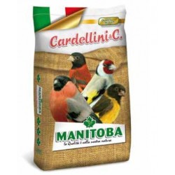 Manitoba Cardellino Major chardonneret 15 Kg