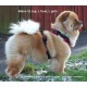 Dog Games Harnais Perfect Fit 40mm