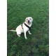 Dog Games Harnais Perfect Fit 40mm