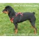 Dog Games Harnais Perfect Fit 40mm