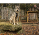 Dog Games Harnais Perfect Fit 40mm