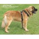 Dog Games Harnais Perfect Fit 40mm