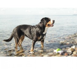 Dog Games Harnais Perfect Fit 40mm