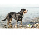 Perfect Fit Dog Games Harnais 40mm